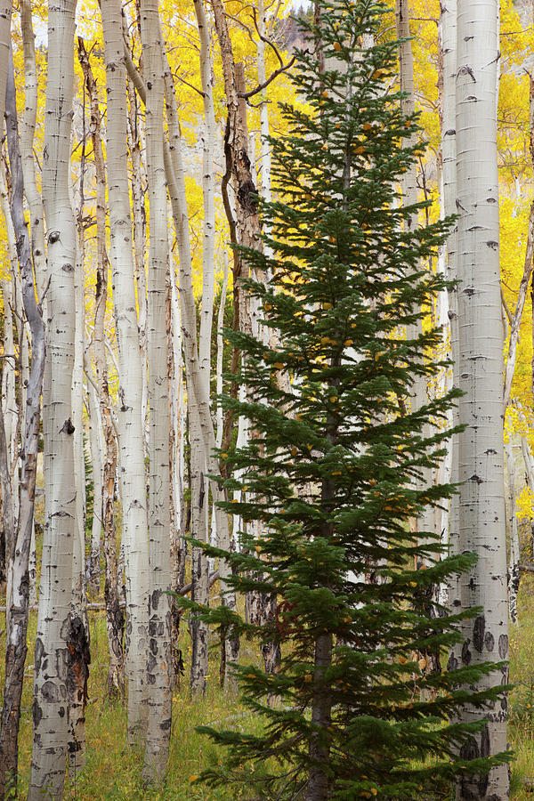 Rocky Mountain National Park Photograph - Colorado, Rocky Mountain National Park by Jamie and Judy Wild