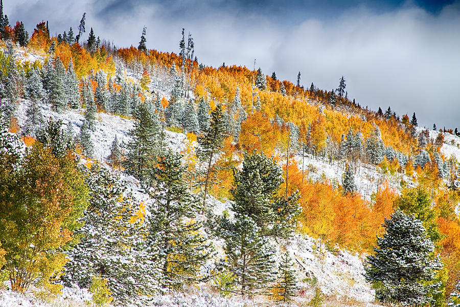 Tree Photograph - Colorado Rocky Mountain Snowy Autumn Colors by James BO Insogna