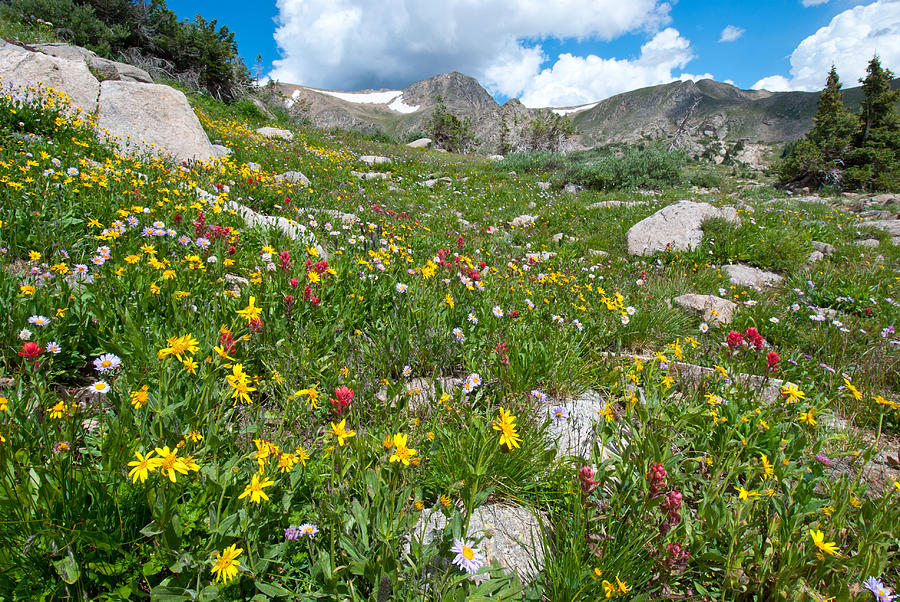 Colorado Rocky Mountain Summer Photograph by Cascade Colors