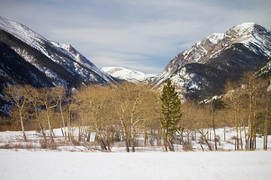 Colorado Rocky Mountain Winter Horseshoe Park Photograph by James BO Insogna