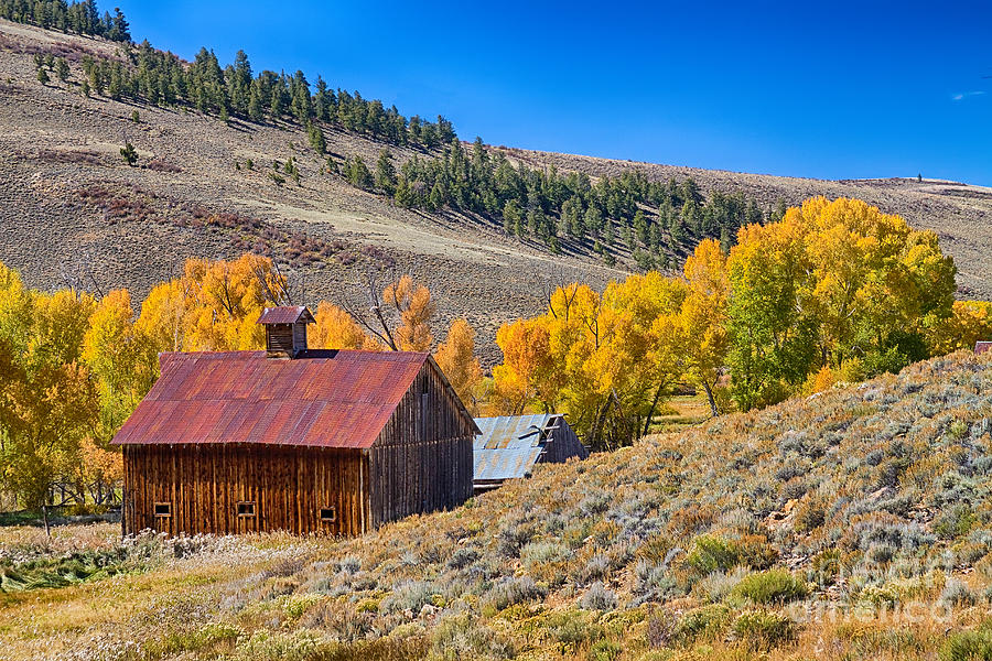 Colorado Rustic Rural Barn with Autumn Colors  Photograph by James BO Insogna