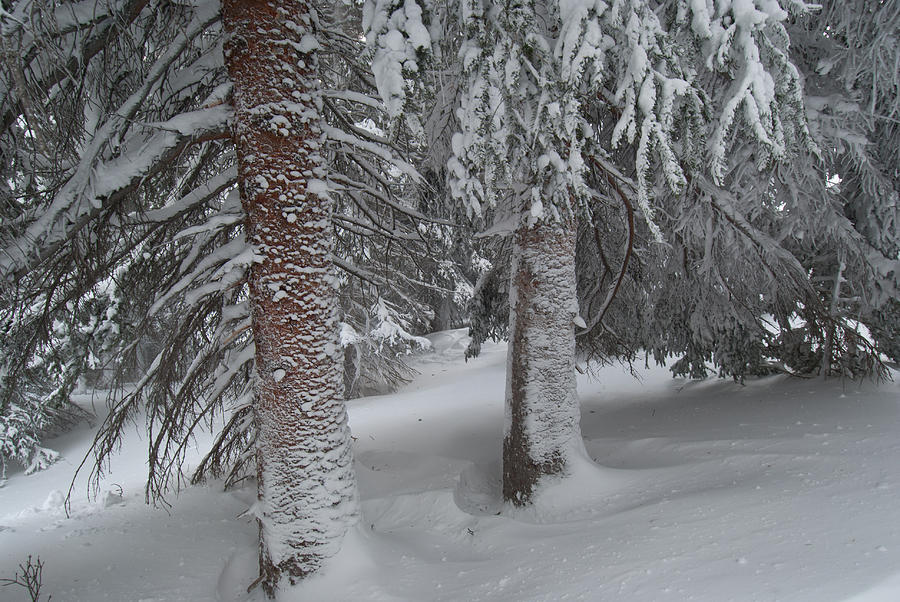 Colorado Snow-covered Pines Photograph by Cascade Colors