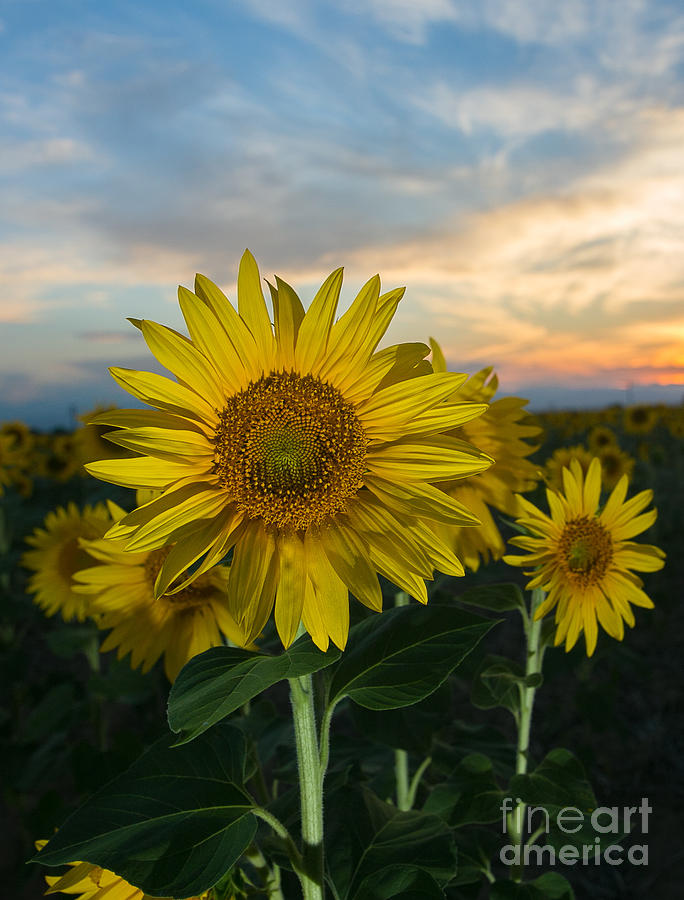 Colorado Sunflowers at Sunset Photograph by Bridget Calip
