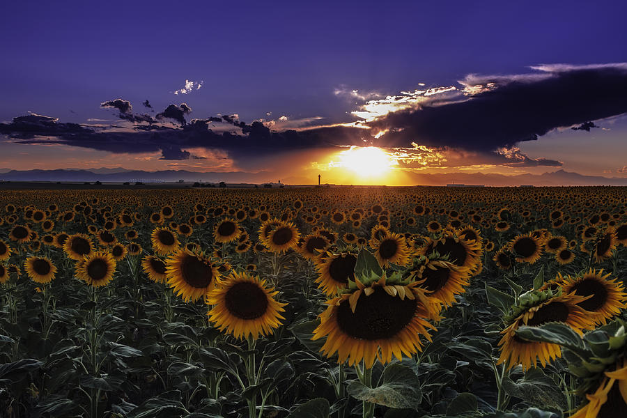 Colorado Sunflowers Photograph by Teri Virbickis