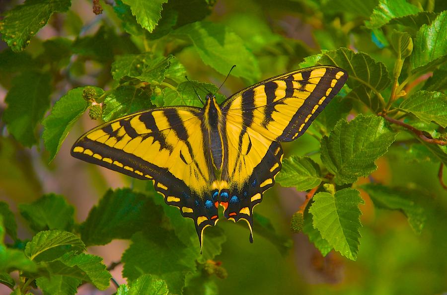 Colorado Swallowtail Photograph by Larry Bodinson - Fine Art America