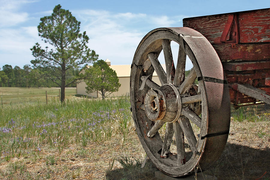 Colorado - Where the Columbines Grow Photograph by Alexandra Till