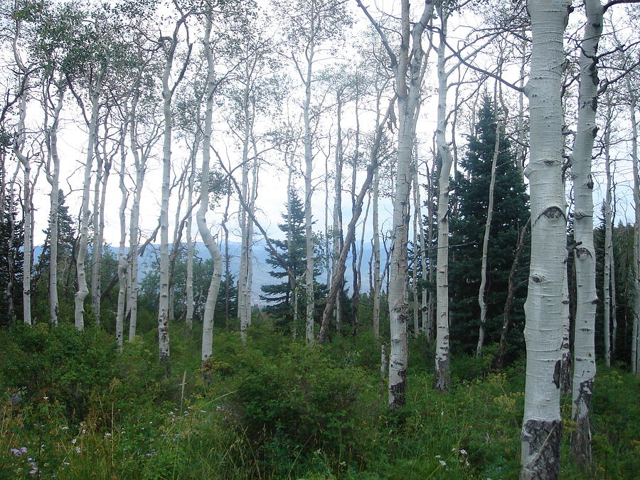 Colorado White Birch Trees Photograph by Angela Bushman