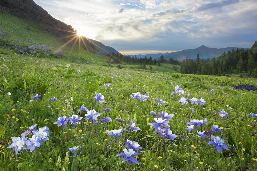 Colorado Mountains Columbine Wildflower Picture, Landscape Canvas and Metal Print Wall Art, Landscape Photo, Rural Wall hotsell Decor, Fine Art