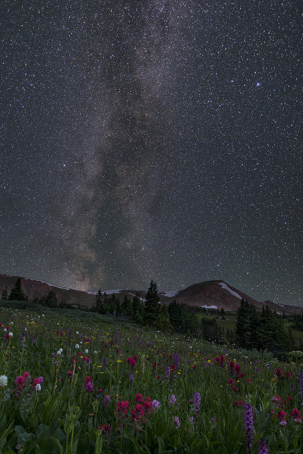 Colorado Wildflower Images - The Milky Way Over Butler Gulch 3 Photograph