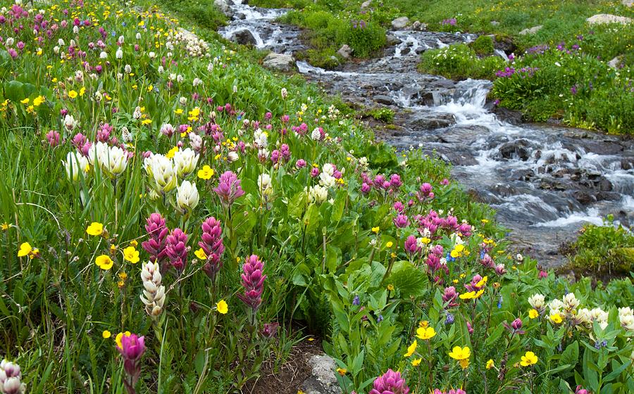 Colorado Wildflower Meadow and Stream Photograph by Cascade Colors