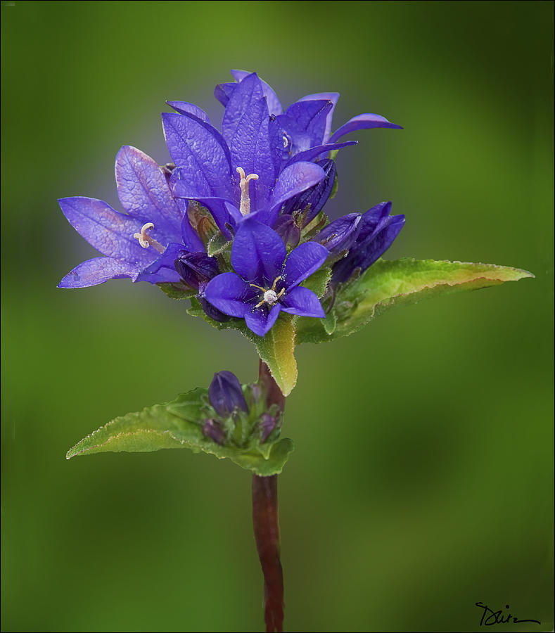 Colorado Wildflower Photograph by Peggy Dietz