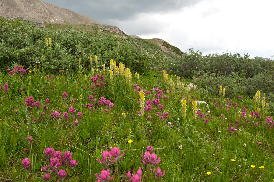 Colorado Wildflower Splendor Photograph by Cascade Colors