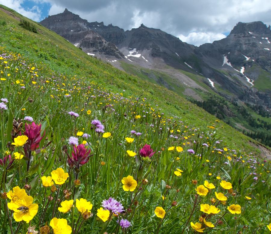Colorado Wildflowers And Mountains Photograph
