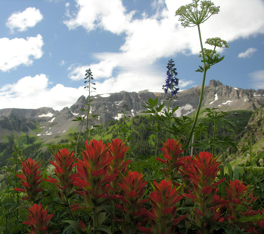 Colorado Wildflowers Photograph by Robert Lozen