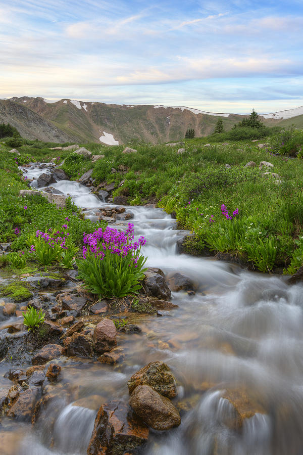 Colorado Wildflowers - Rocky Mountain Stream And Parrys Primros Photograph