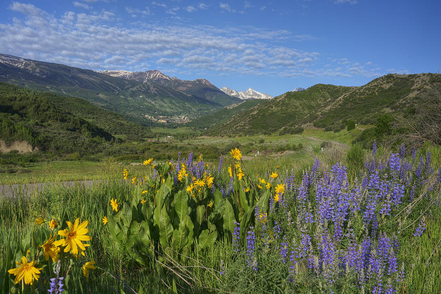 Rocky Mountains Photograph - Colorado Wildflowers - Snowmass Village Morning 1 by Rob Greebon