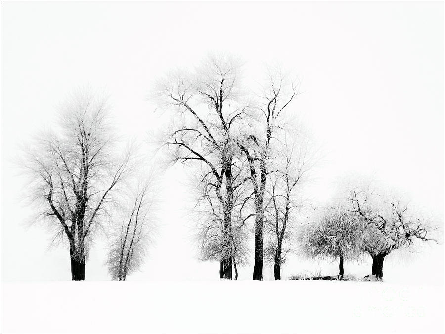 Frosted Trees 2 by Karla Weber Frosted Trees 2 by Karla Weber