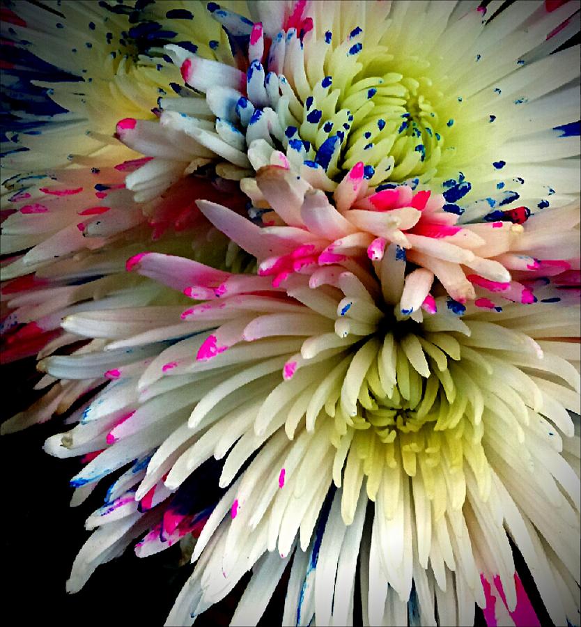 Colorburst Fuji Spider Mum Photograph by Michelle Frizzell-Thompson