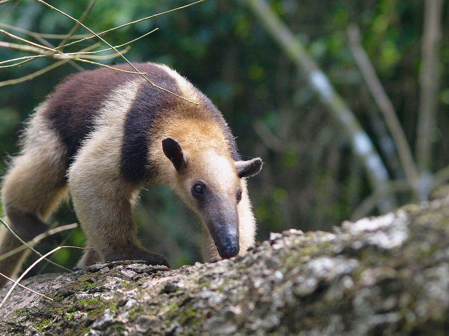 Colored Anteater Photograph by Focus_on_Nature