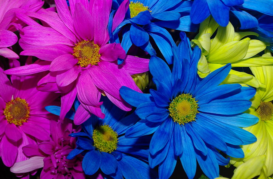 Colored Daisy Bouquet Photograph by Jen T - Fine Art America