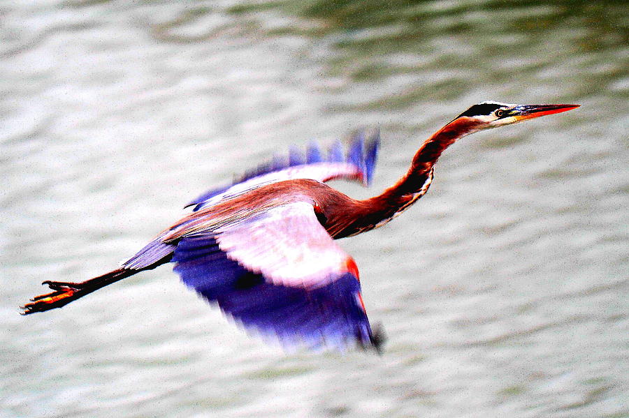 Colored Heron Photograph by John King I I I