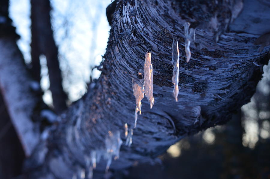 Colored Icicle Photograph