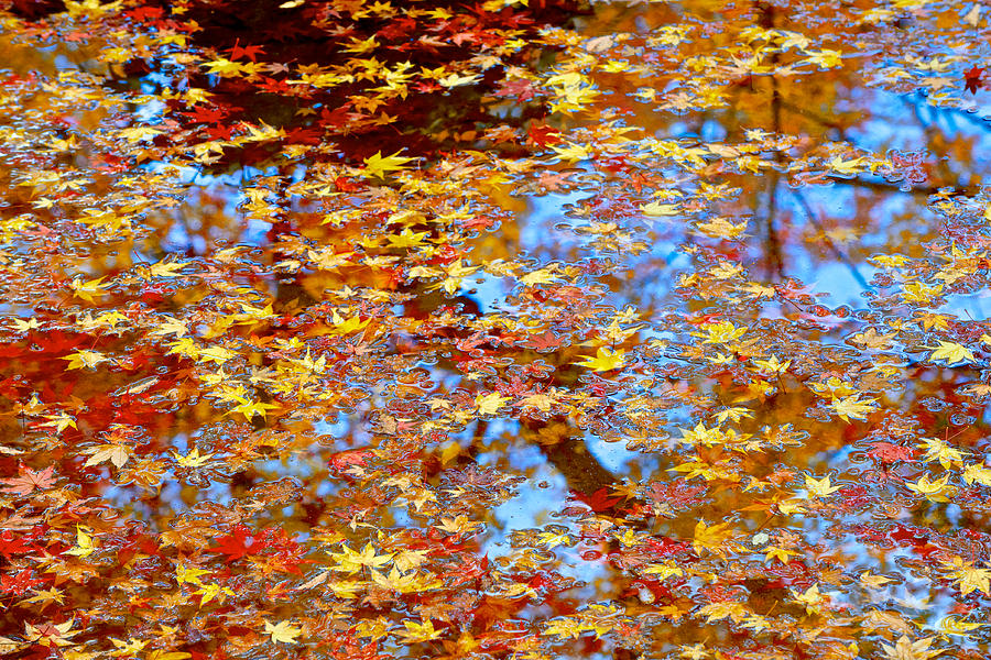 Colored maple leaves on the pond Photograph by Hisao Mogi