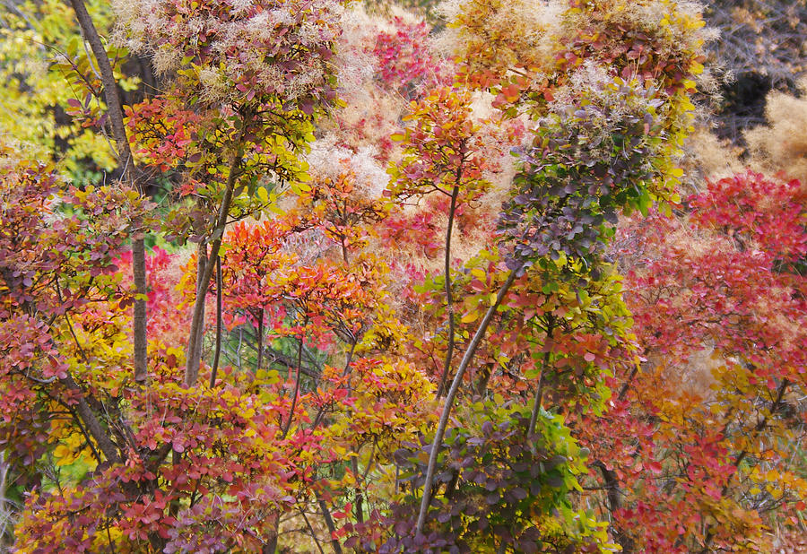Tree Photograph - Colored Pallet Smoke Trees by Mike and Sharon Mathews