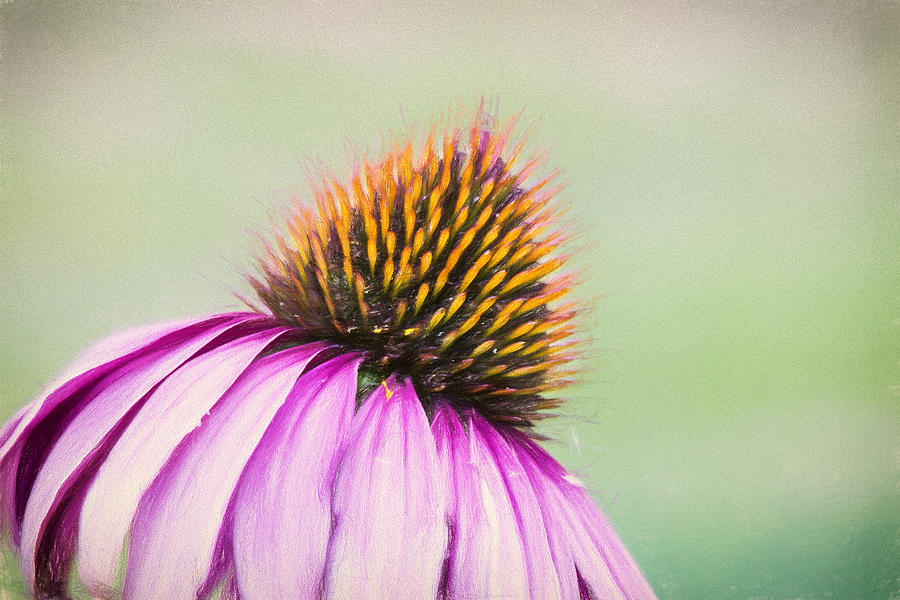 Colored Pencil Coneflower Photograph by Bill and Linda Tiepelman