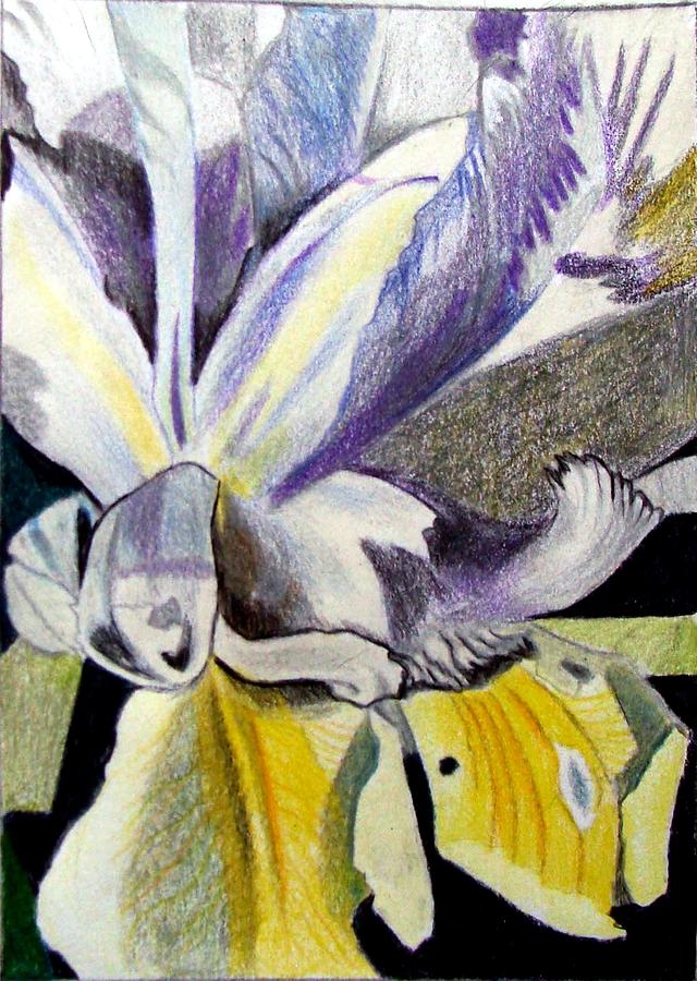 Colored Pencil Iris Drawing by Elissa Smith Fine Art America