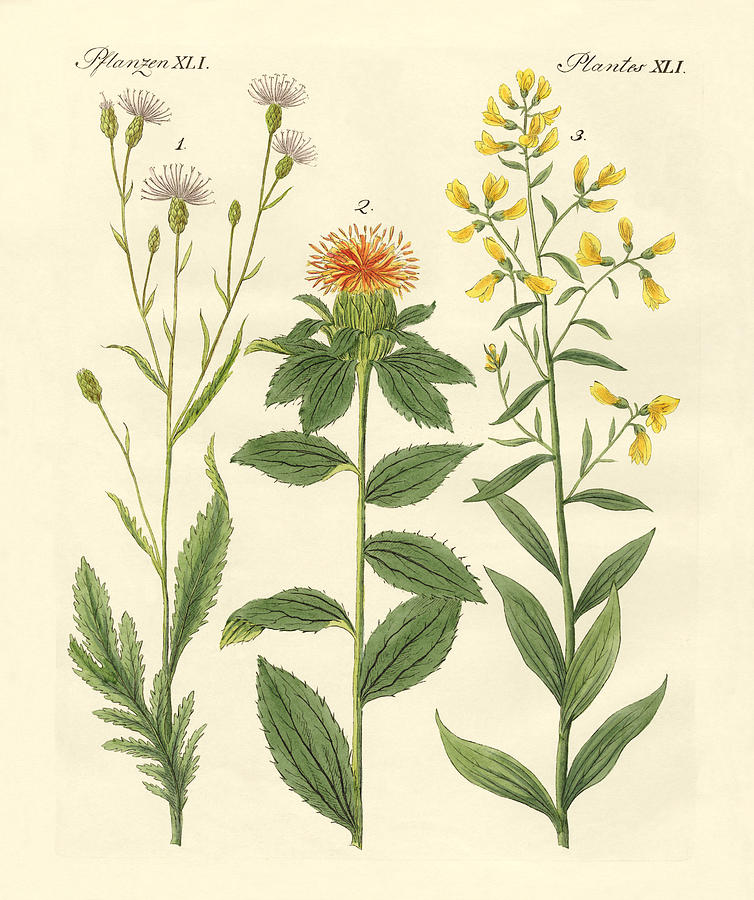 Safflower Drawing - Colored plants by Splendid Art Prints