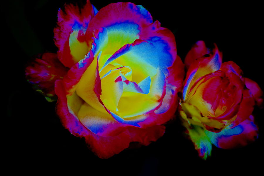 Colored Rose Photograph by Ben Upham III