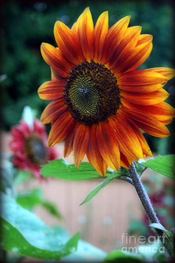 Sunflower Photograph - Colored Sunflower by Kay Novy