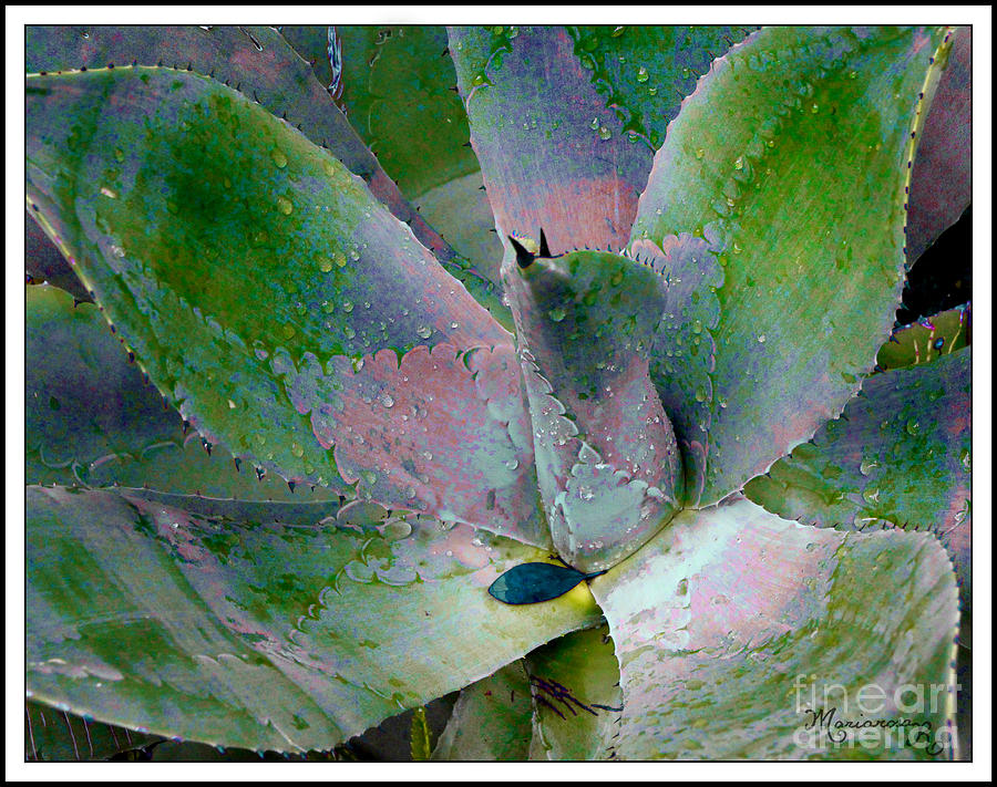 Colorful Aloe Photograph by Mariarosa Rockefeller