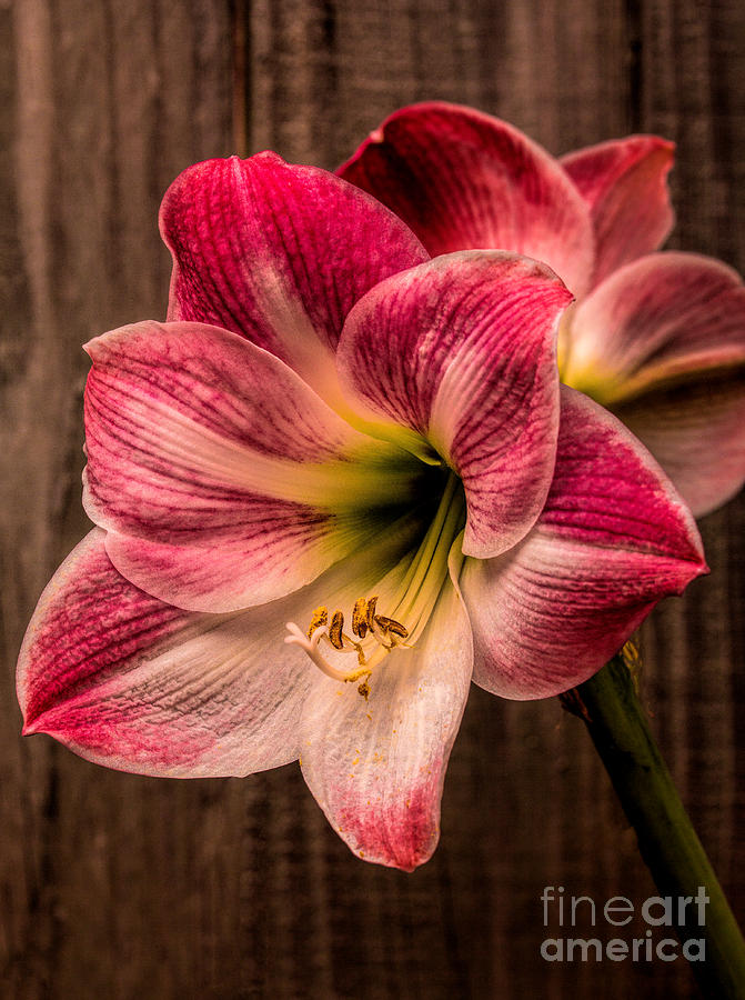 Colorful Amaryllis Photograph by Dave Bosse