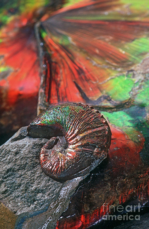 Colorful Ammonite Photograph by James L. Amos