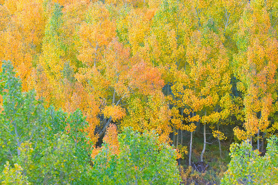 Tree Photograph - Colorful Aspen Forest - Eastern Sierra by Ram Vasudev