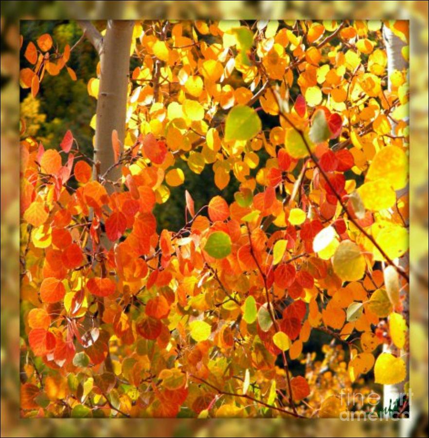 Colorful Aspen Photograph by Michelle Frizzell-Thompson