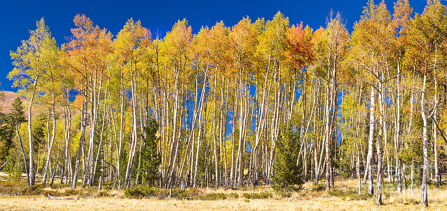 Colorful Aspen Panorama Photograph by James BO Insogna