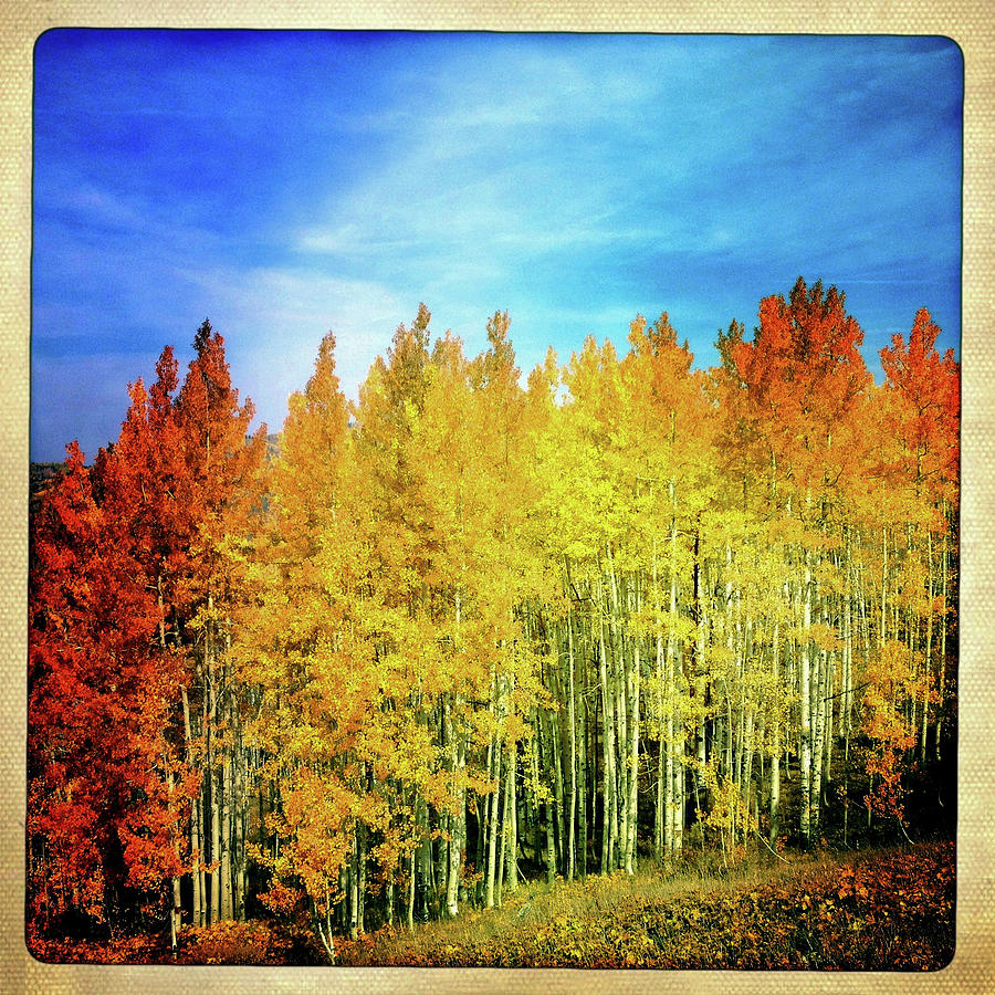 Colorful Aspen Trees Photograph by Karen Desjardin