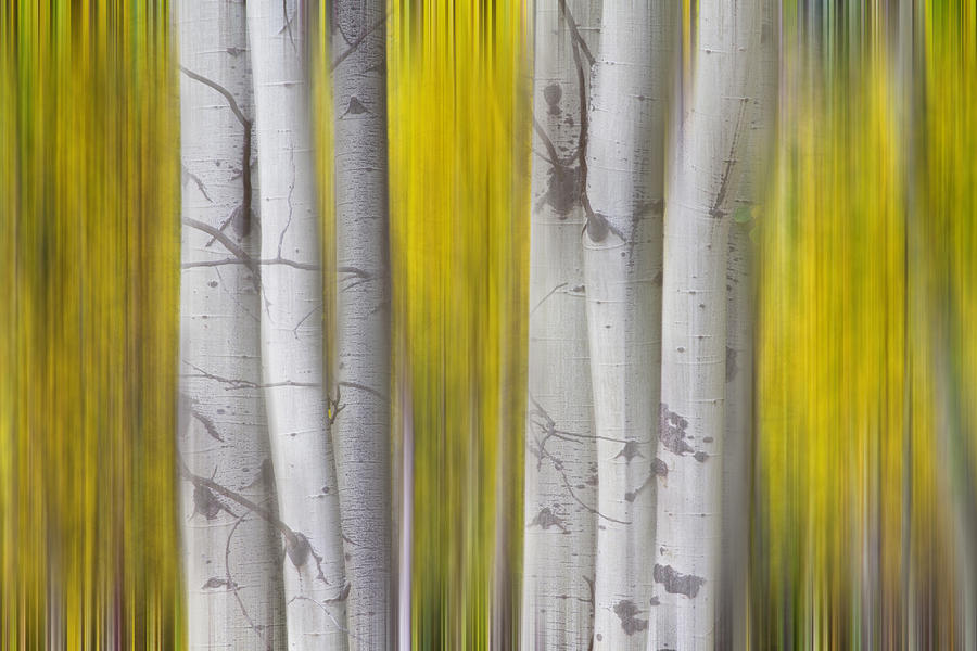 Colorful Autumn Aspen Tree Colonies Dreaming Photograph by James BO Insogna