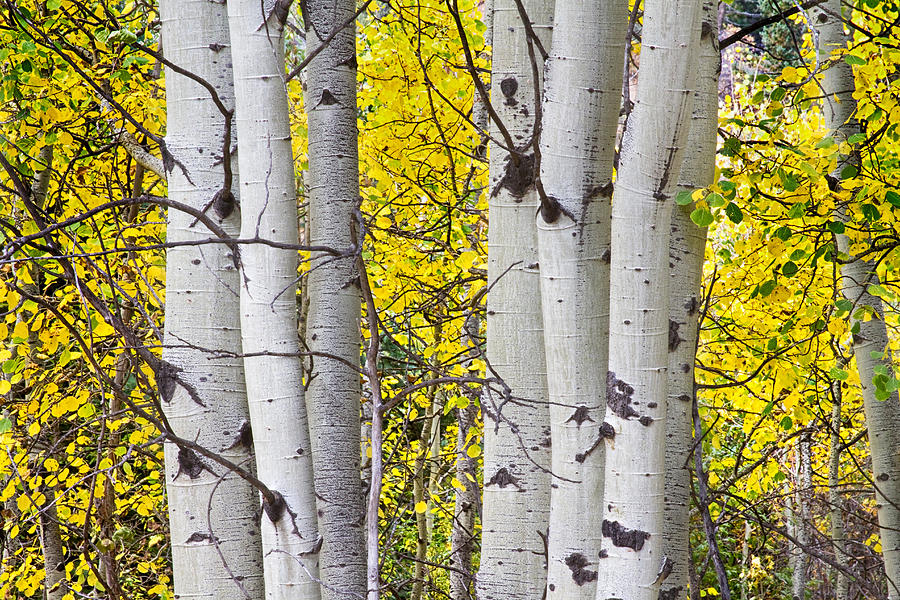 Colorful Autumn Aspen Tree Colonies Photograph by James BO Insogna