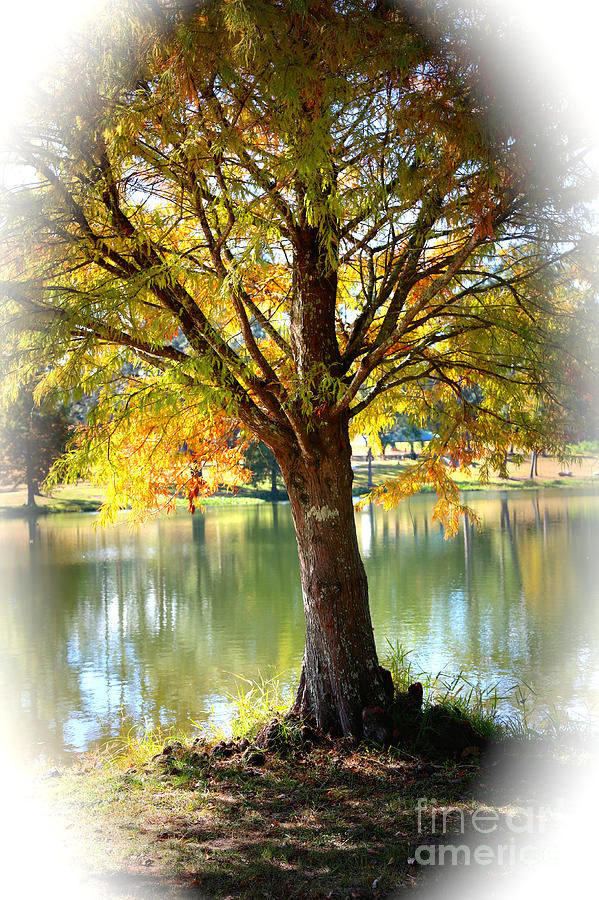 Colorful Autumn Cypress with Vignette Photograph by Carol Groenen