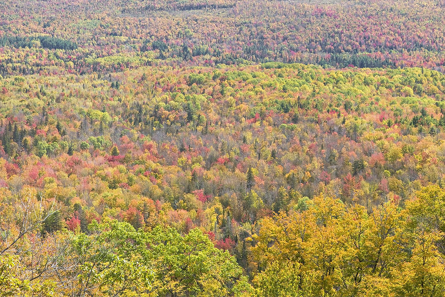 Colorful Autumn Forest In Mount Blue State Park Weld Maine Photograph by Keith Webber Jr