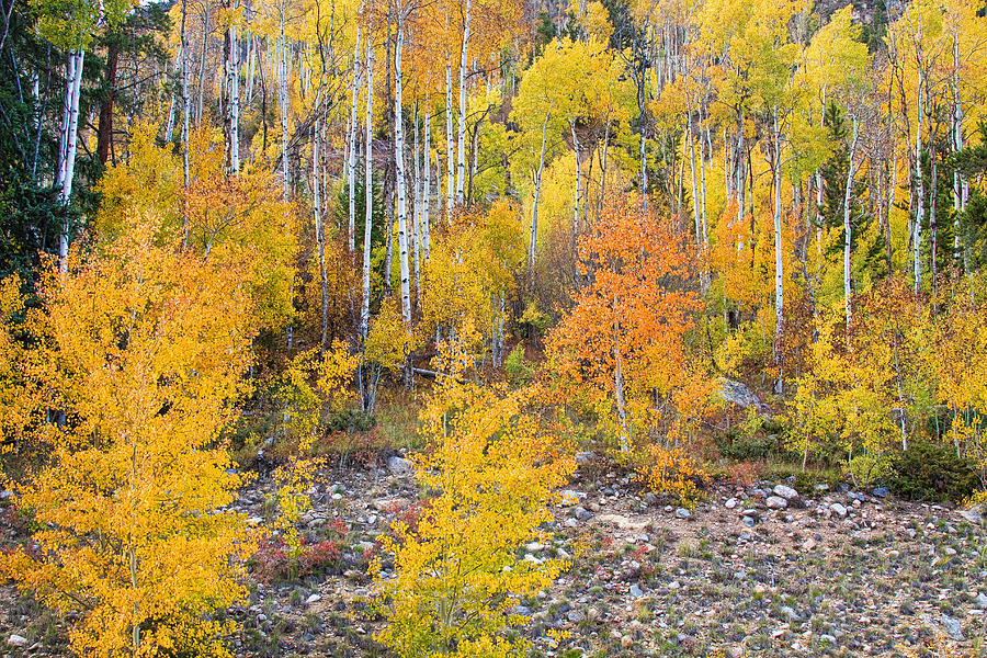 Colorful Autumn Forest In The Canyon Of Cottonwood Pass Photograph By 