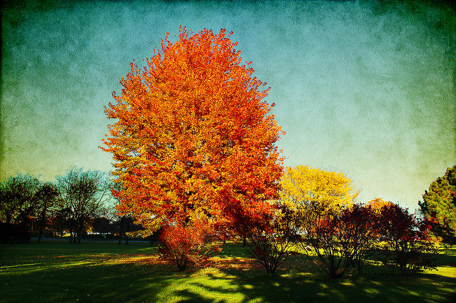 Colorful Autumn Photograph by Milena Ilieva