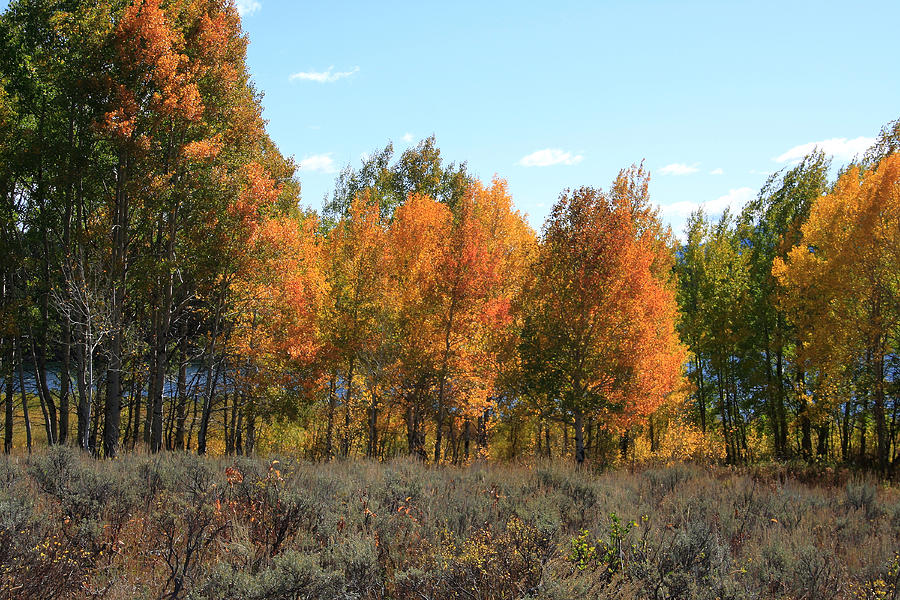 Colorful Autumn Trees   Photograph by Aidan Moran