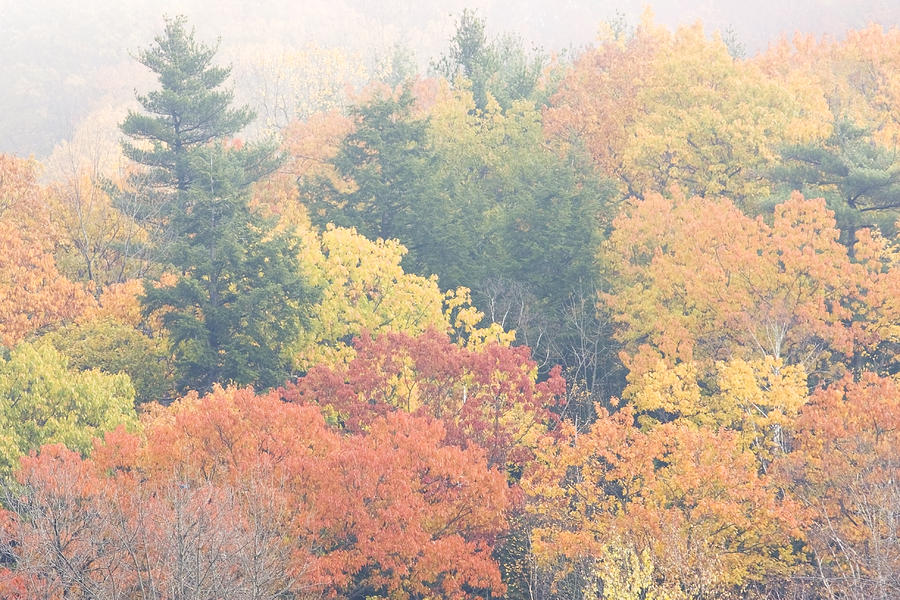 Colorful Autumn Trees In Fog Photograph by Keith Webber Jr