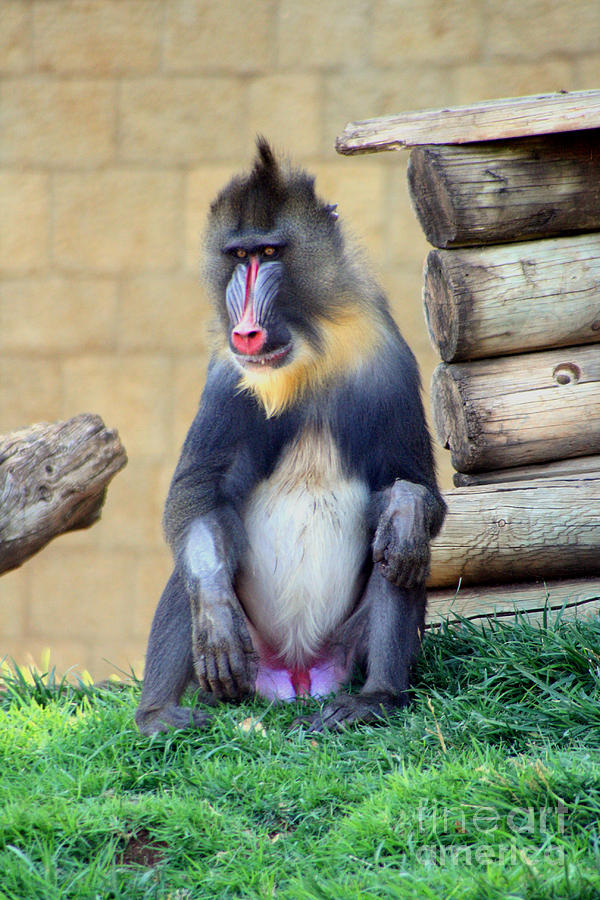 Colorful Baboon Photograph by Doc Braham