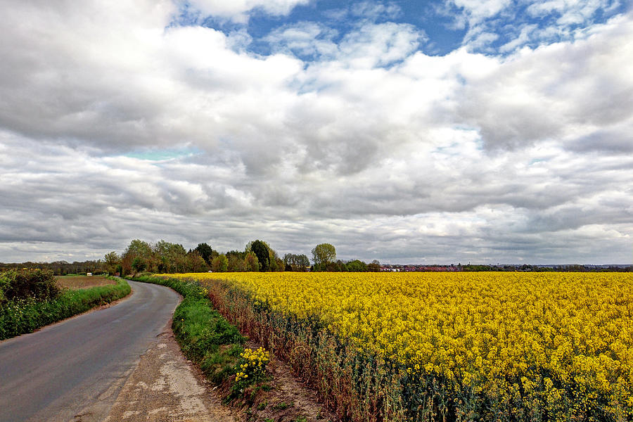 Colorful Backroads - Rapeseed Fields Photograph by Gill Billington